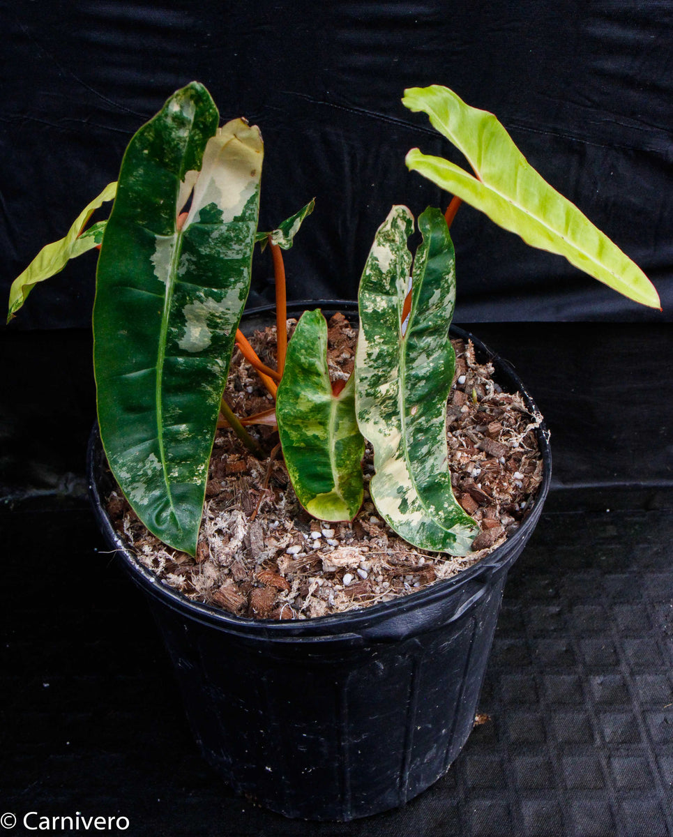 philodendron-billietiae-variegated-for-sale